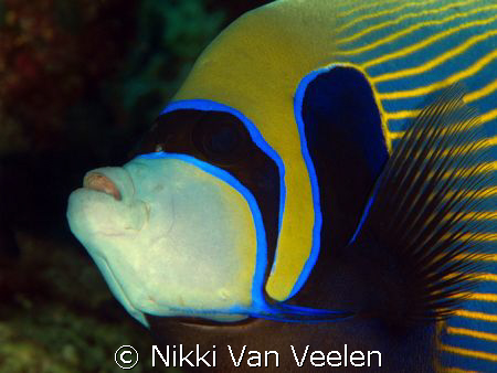 Emperor angelfish taken at Marsa Bareika, Ras Mohamed Par... by Nikki Van Veelen 