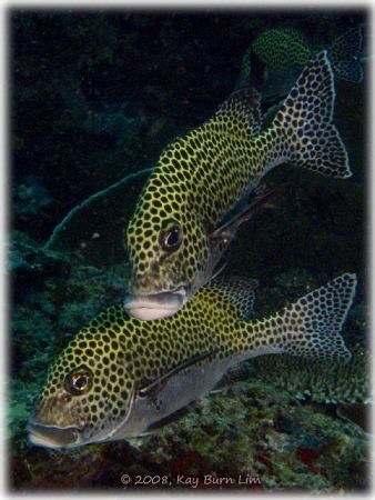 Sweetlips at Sipadan, Taken with a Sea & Sea DX-1G by Kay Burn Lim 