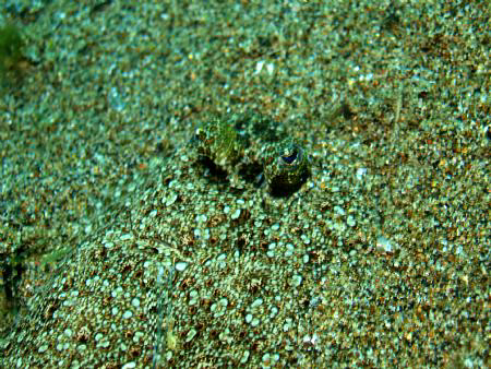 FIND ME NOT... by Bernard Maglana 