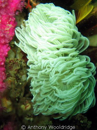 Feather duster Worm, taken at Thunderbolt Reef in Port El... by Anthony Wooldridge 