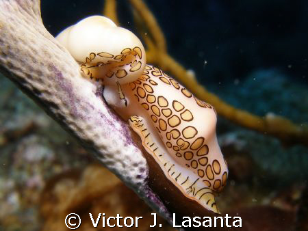   lunch for 2, at hole in the wall dive site in parguera ... by Victor J. Lasanta 