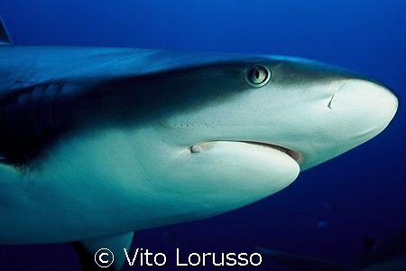 Fishs - Carcharhinus plumbeus by Vito Lorusso 