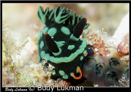 Image of Nembrotha Kubaryana, taken with Canon G7 - inter... by Budy Lukman 