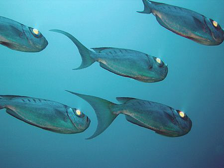 Crescent tail big eyes with the headlights on, Andaman Is... by Doug Anderson 