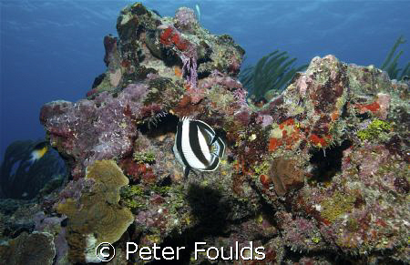 A Reef alive and well. East End , Grand cayman. Nikon D200  by Peter Foulds 