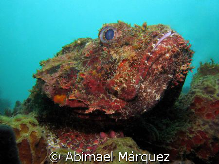 Scorpionfish by Abimael Márquez 