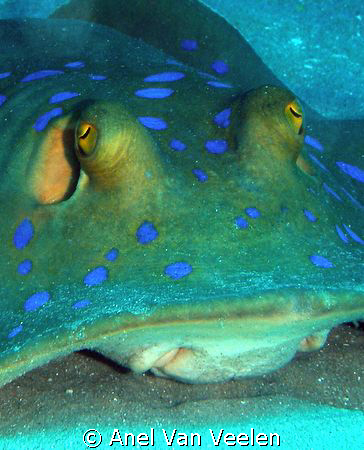 Blue spotted ray taken at Ras Mohamed with SP350. by Anel Van Veelen 