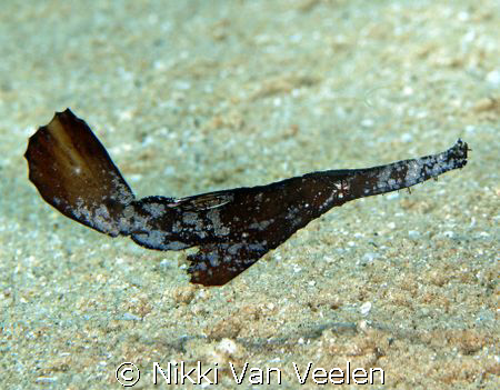 Seagrass ghost pipefish taken in Ras Mohamed Park with E300. by Nikki Van Veelen 