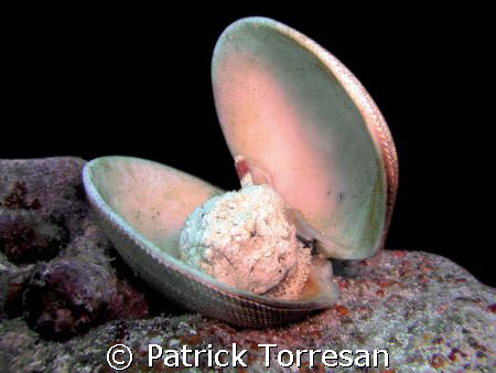 Fish in to the shell by Patrick Torresan 