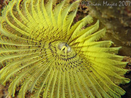 A plain and simple Yellow Fanworm (Notaulax occidentalis)... by Brian Mayes 