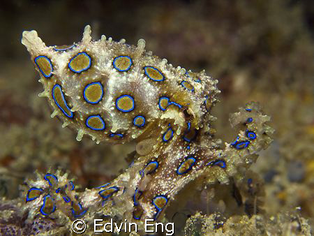 Deadly Beauty! Taken in Kapalai with Canon G9. Uncropped. by Edvin Eng 