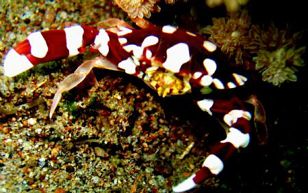 El Dorado House Reef, Dauin, Negros Oriental by Bernard Maglana 