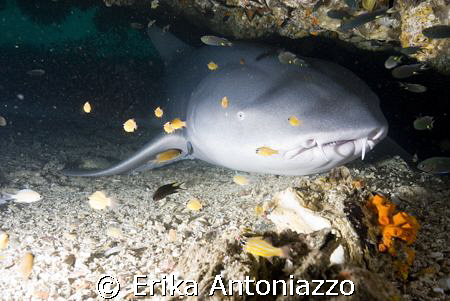 Big Nurseshark having a snooze. Koh Lipe, Thailand
Sorry... by Erika Antoniazzo 