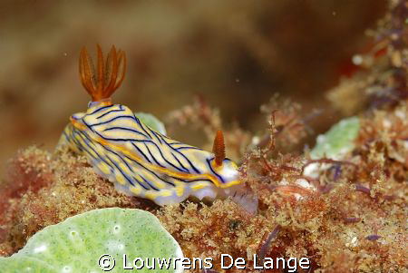 They are all mesmerizing.. by Louwrens De Lange 