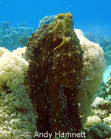 Octopus posing for the camera.  by Andy Hamnett 