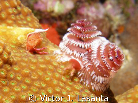 chritmas tree worm in a star coral at hole in the wall di... by Victor J. Lasanta 