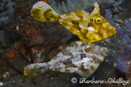 Two Filefish dancing in Lembeh Strait. Taken with a Canon... by Barbara Schilling 