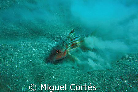 !!!Explosion!!!!......(Zooming made with the lens 17-40L,... by Miguel Cortés 