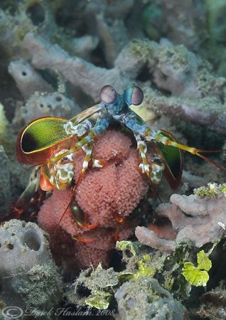 Peacock mantis shrimp with eggs. Lembeh straits. D200, 60mm. by Derek Haslam 