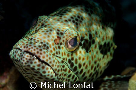 The eyes of a big Grupper Fish in the Red Sea by Michel Lonfat 