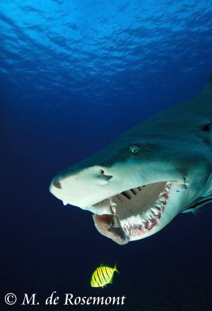 Quite a challenge to get the jaw of a lemon shark. So I h... by Moeava De Rosemont 