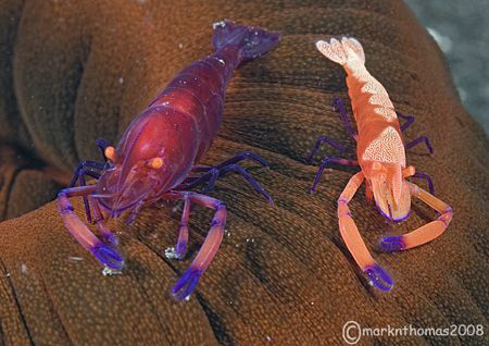 Emperor shrimps on sea cucumber.
Lembeh Straits.
60mm. by Mark Thomas 