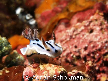 This beauty pearch on a rock at Mabul Island. Olympus E-3... by Adrian Schokman 