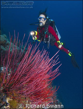A splash of colour on a deep wall at Sipadan. Nikon D2x 1... by Richard Swann 