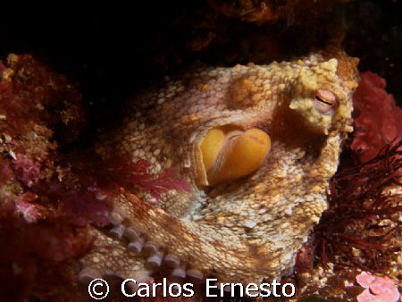 Octopus
Olympus c-7070  ys-60 strob by Carlos Ernesto 