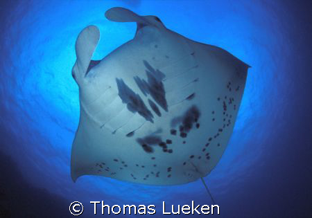 found in Yap, F100 in Seacam by Thomas Lueken 