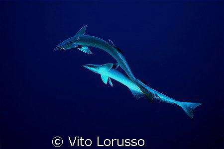 Fishs - Echeneis naucrates by Vito Lorusso 