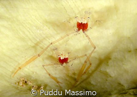 siladen island,Bunaken,nikon d2x 60 mm macro by Puddu Massimo 