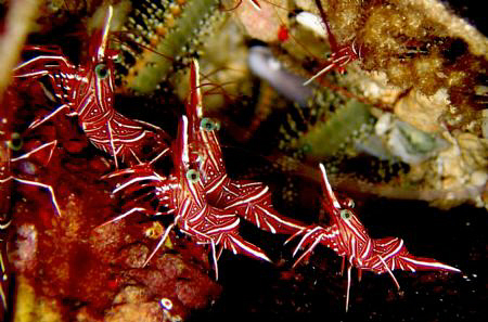 Kaputian, Samal Island, Davao City by Bernard Maglana 
