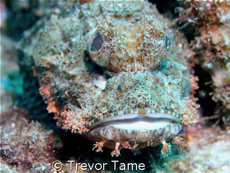 Scorpionfish at Curtian Artificial Reef off Morton Island by Trevor Tame 
