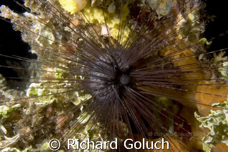 "Count all my needles"-Truk Lagoon by Richard Goluch 