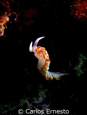 Flabellina babai.
Olympus c-7070  E YS-60 by Carlos Ernesto 