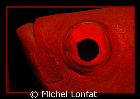 The big eye of the red fish of the Red Sea :O) by Michel Lonfat 