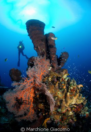Coral reef:Nikon d200 , 10,5 lens , two strobo and a good... by Marchione Giacomo 