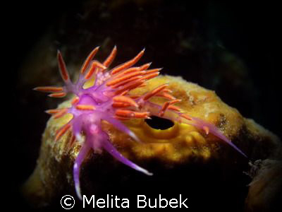 Flabellina Affinis by Melita Bubek 