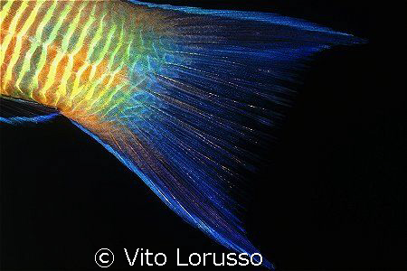 Fishs (detail) - Thalassoma pavo (female) by Vito Lorusso 