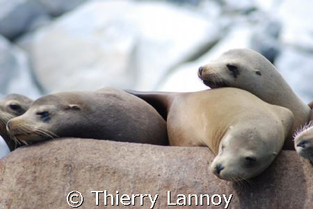 Sea lions chilling in Baja California Sur, Mexico - Cabo ... by Thierry Lannoy 