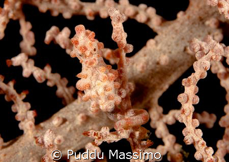 gangaa island north sulawesi pimey sea horse nikon d2x 60... by Puddu Massimo 