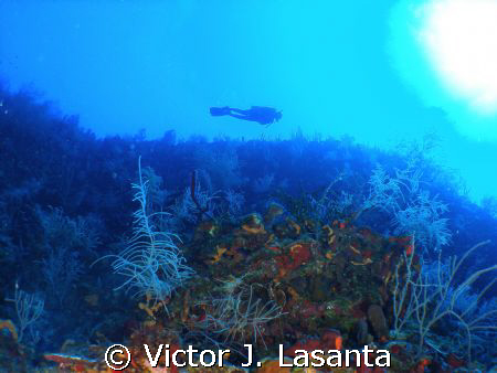 flying high in the wall at v.j.levels dive site in pargue... by Victor J. Lasanta 