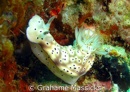 I found this one off Tioman Island, Peninsula Malaysia.  ... by Grahame Massicks 