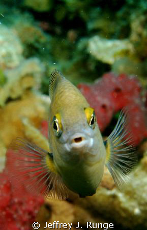 Free Swimming fish, captured at just the right moment! by Jeffrey J. Runge 