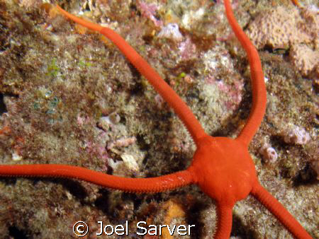 Ruby Brittle Star-
Riviera Beach, Florida by Joel Sarver 