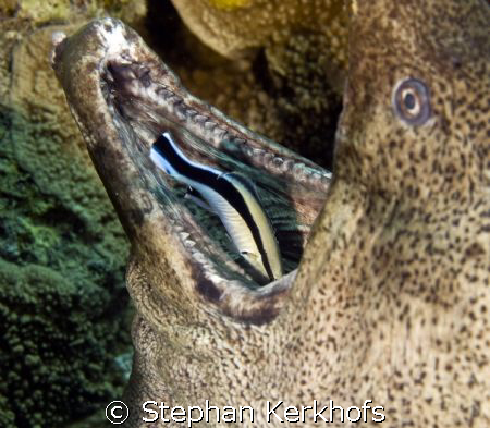 giant moray (gymnothorax javanicus) getting cleaned by a ... by Stephan Kerkhofs 