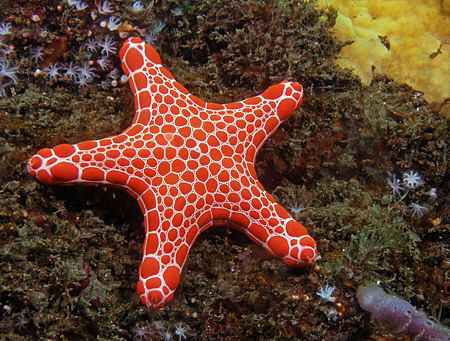 Biscuit star, Pentagonaster dubeni. Kurnell, Sydney by Doug Anderson 