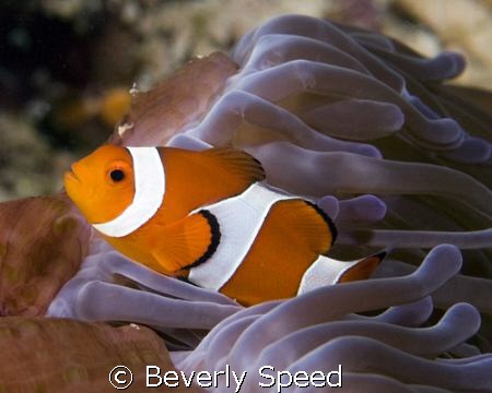 False Clown Anemonefish by Beverly Speed 