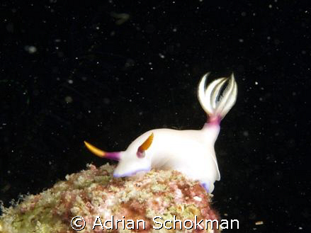 I'm On Top of The World.... Hiking Nudi from Kapalai Mabu... by Adrian Schokman 